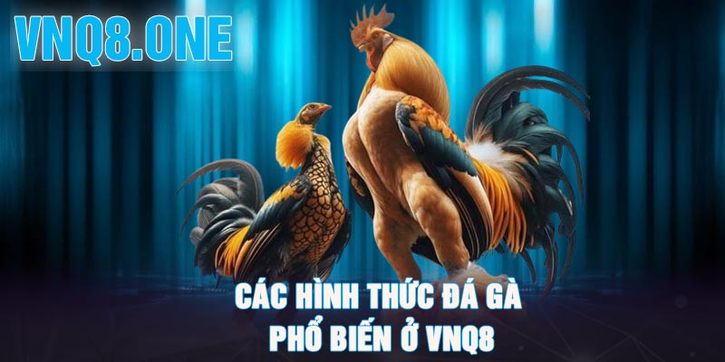 Các hình thức đá gà phổ biến ở VNQ8